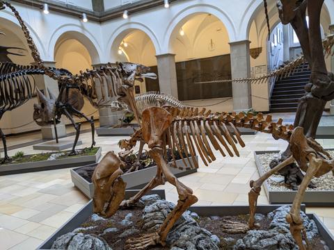 Palaeontological Museum in Munich: a cave bear