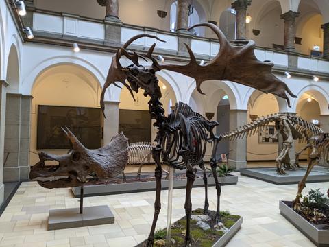 Palaeontological Museum in Munich: a giant deer and a triceratops